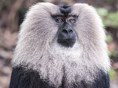 Wildlife