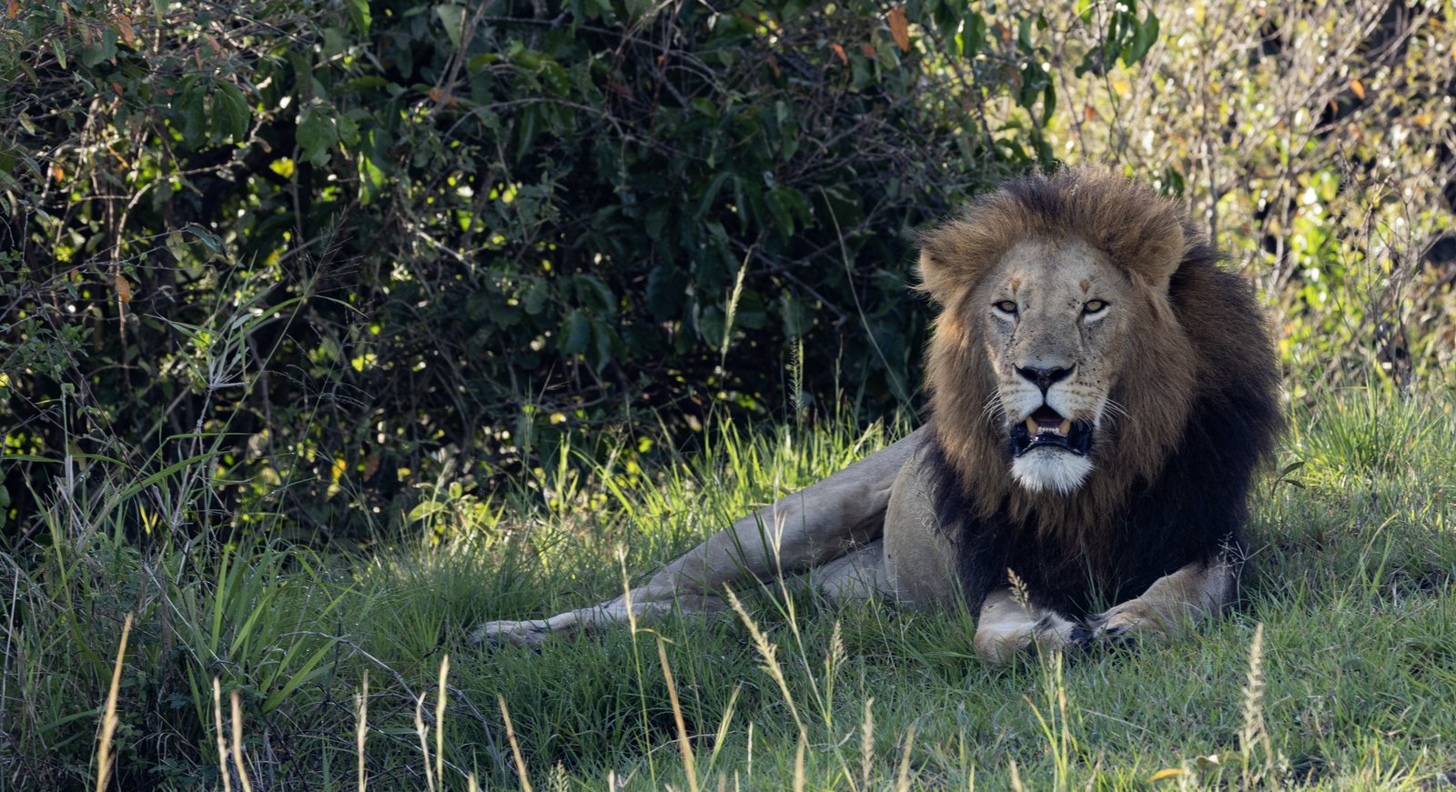 Masaimara Slide 2