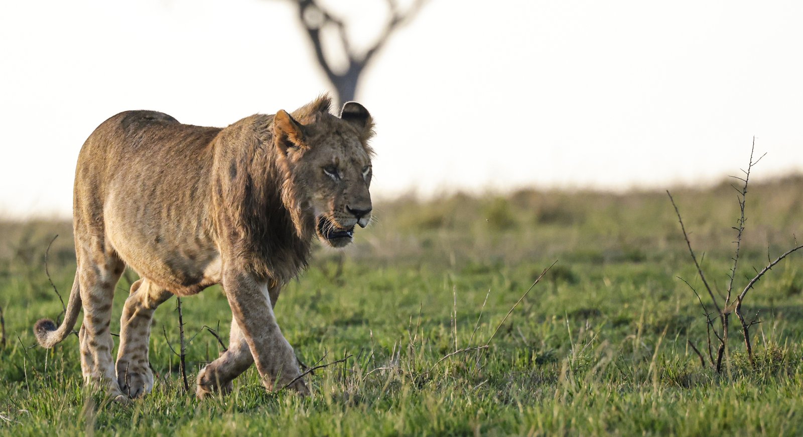 Masaimara Slide 4