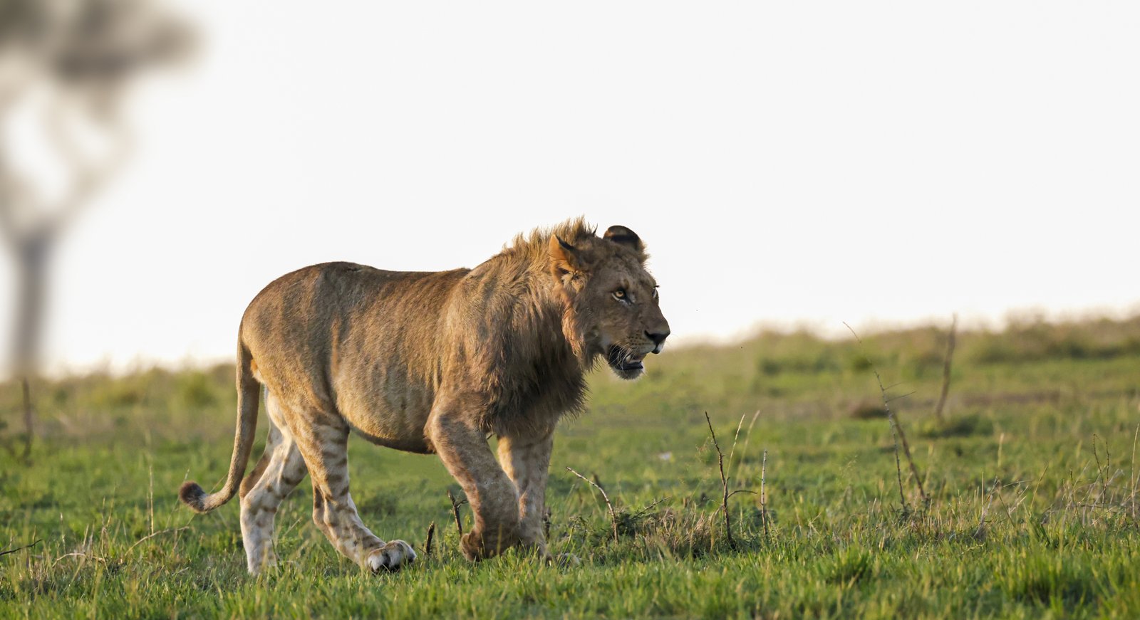 Masaimara Slide 5