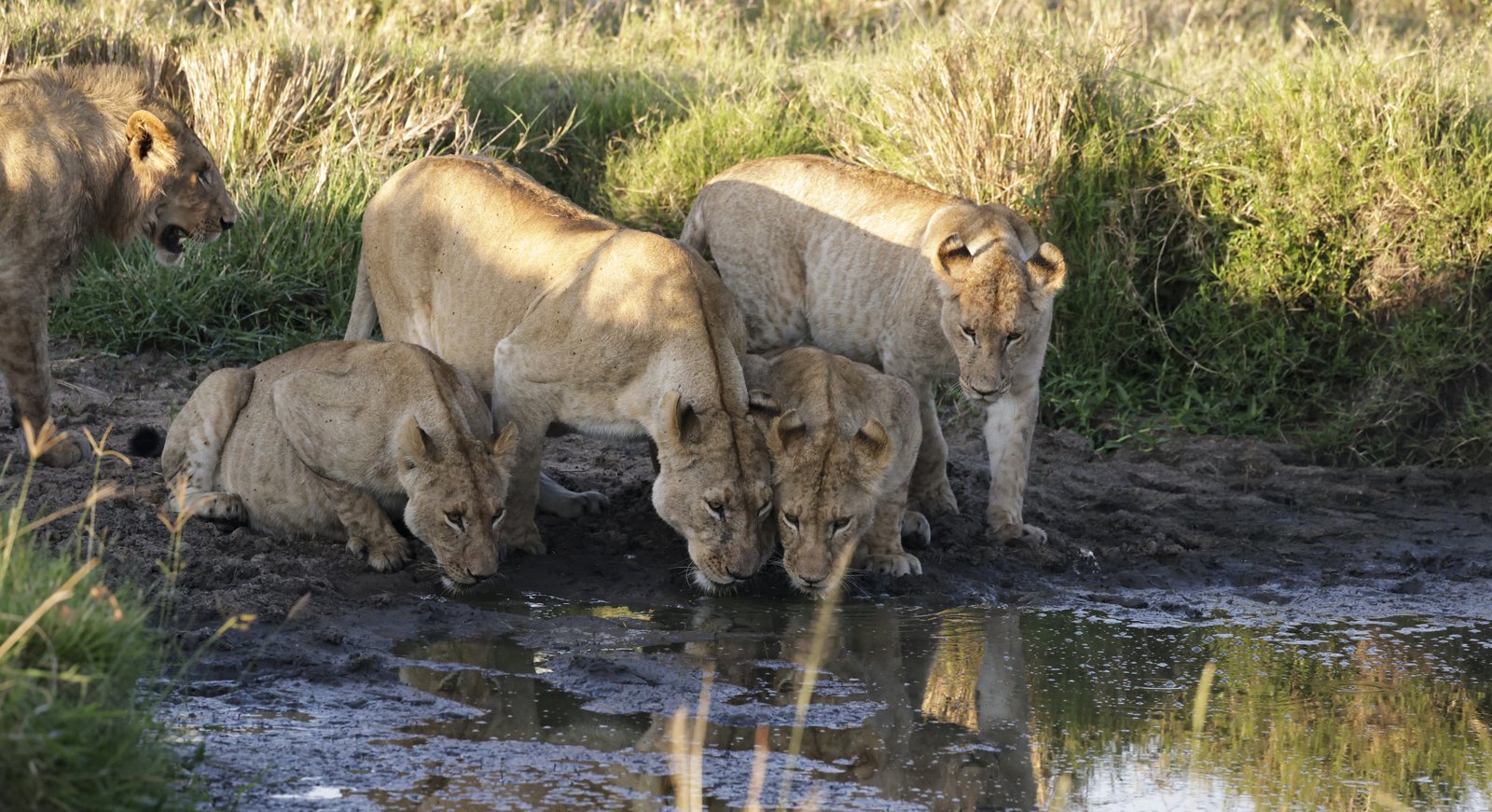 Masaimara Slide 6