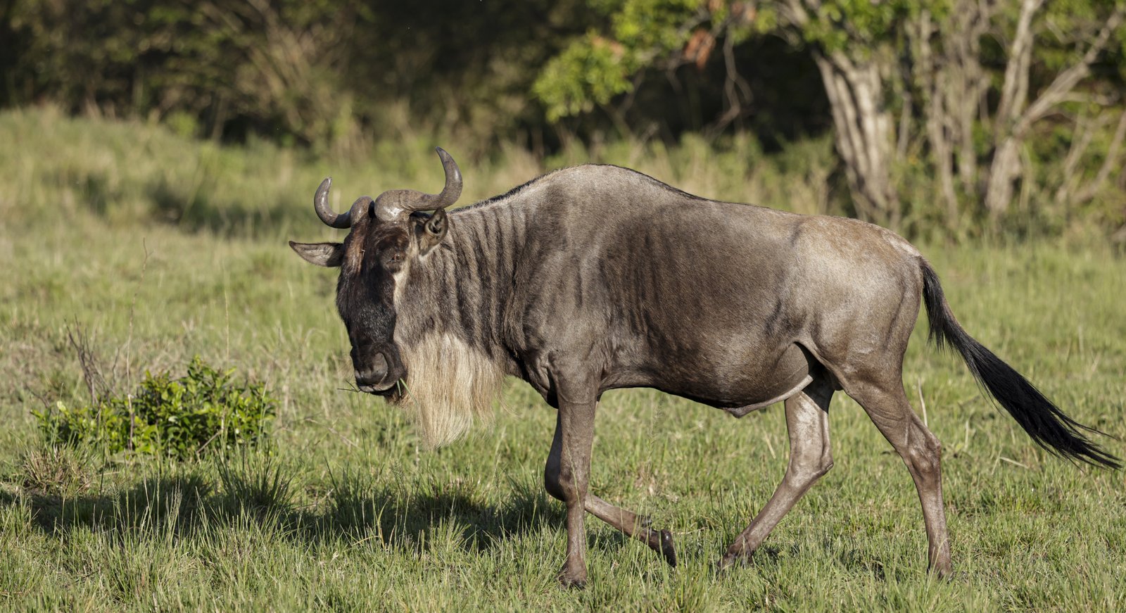 Masaimara Slide 7