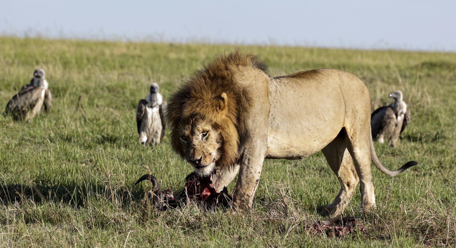 Masaimara Slide 8