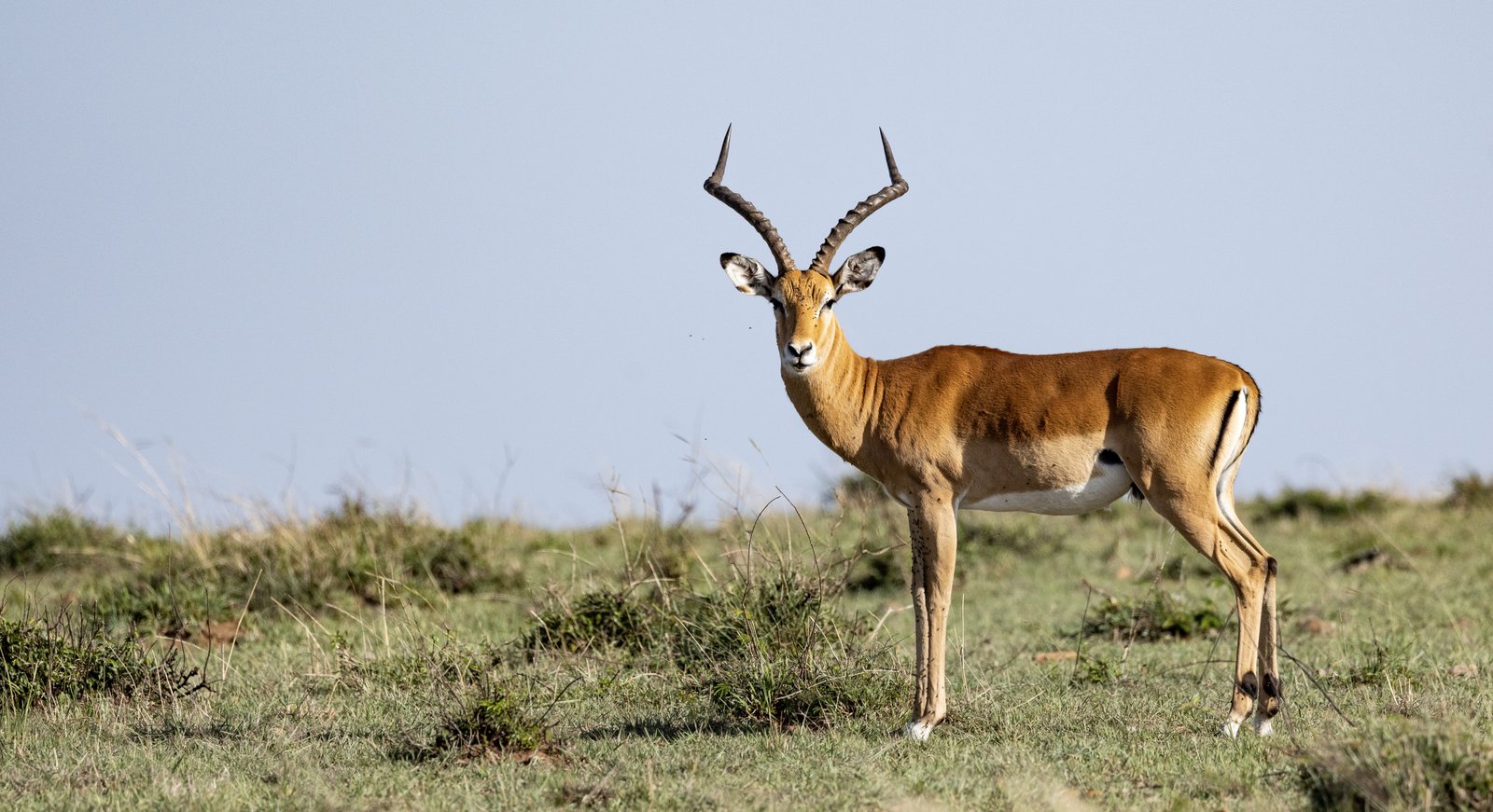 Masaimara Slide 9