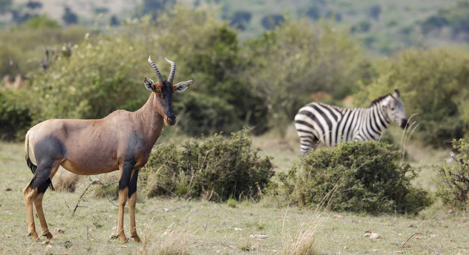 Masaimara Slide 10
