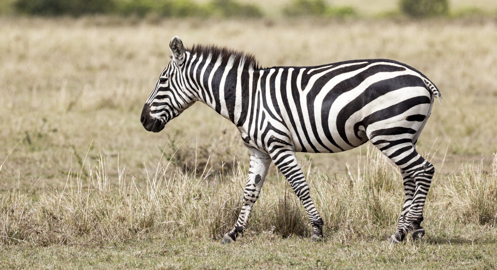 Masaimara Slide 11