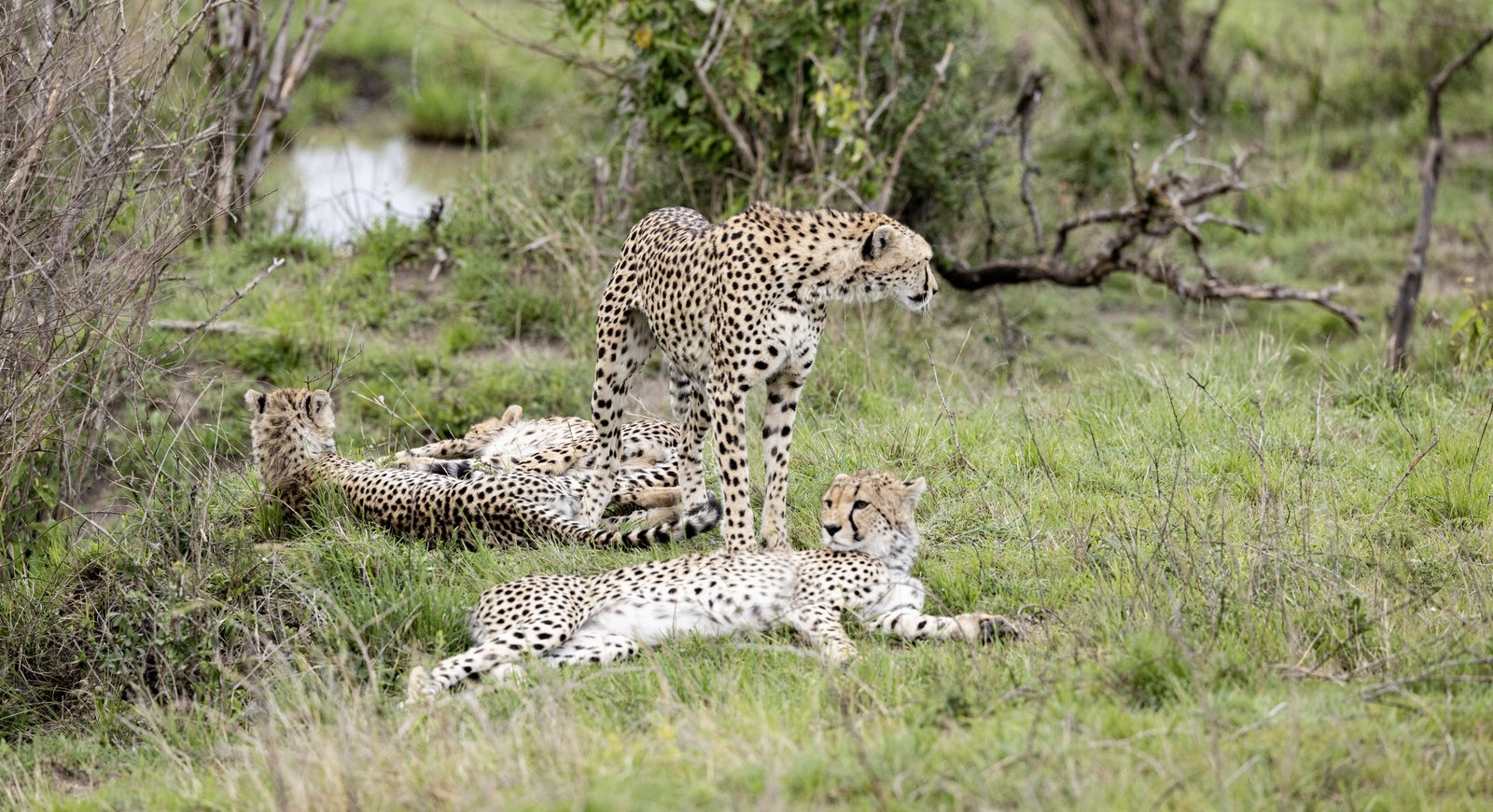 Masaimara Slide 14