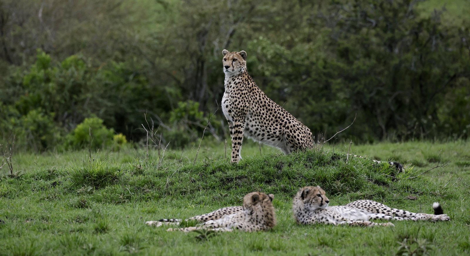 Masaimara Slide 16