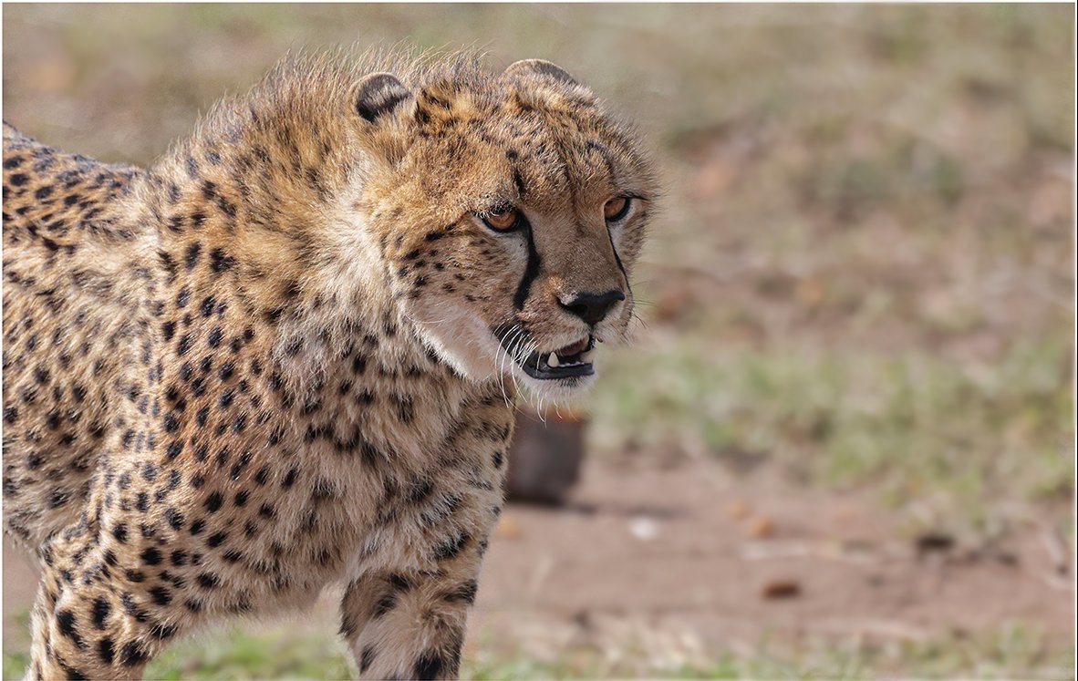 Cheeta