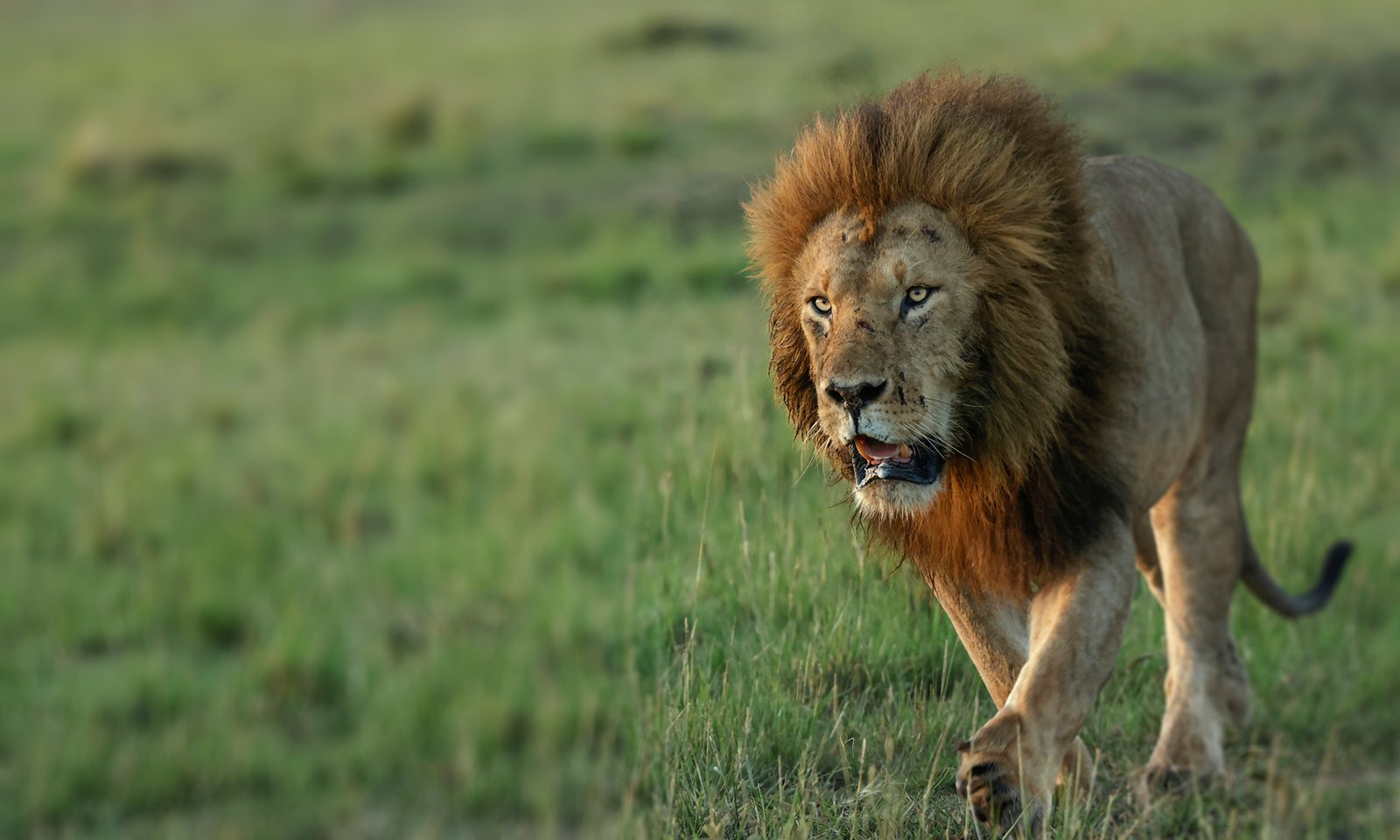 The Lion King