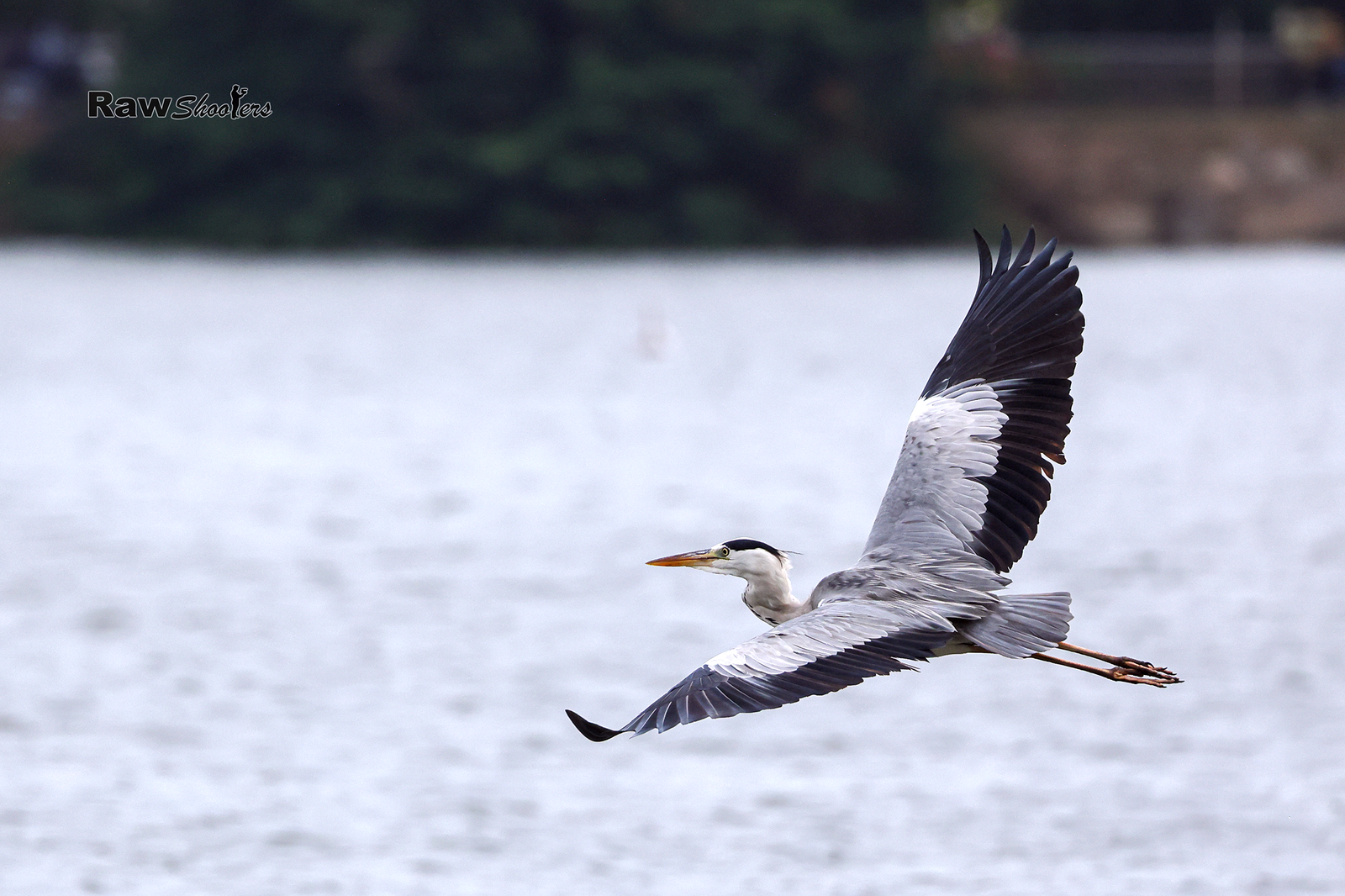 Freezing shot of Heron