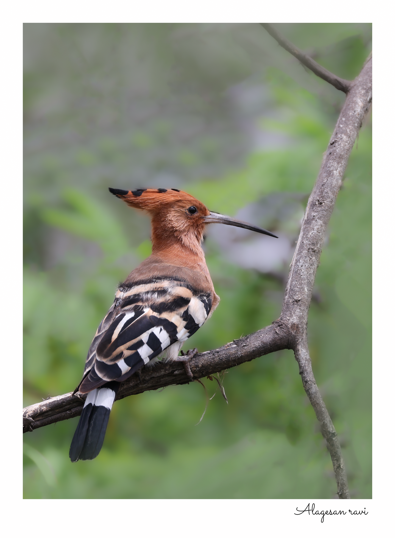 Hoopoe Perched in a tree