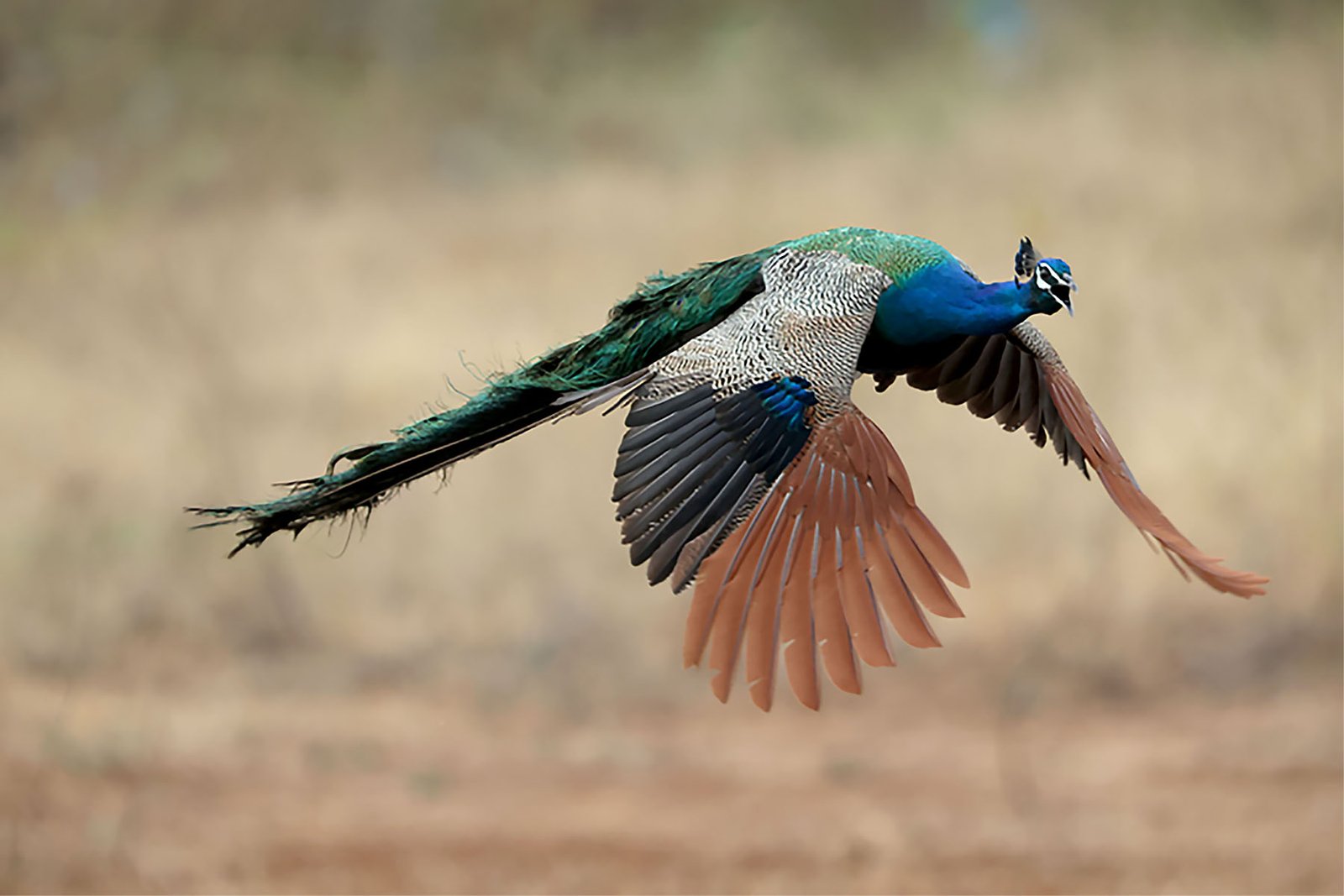 PEACOCK FLIGHT